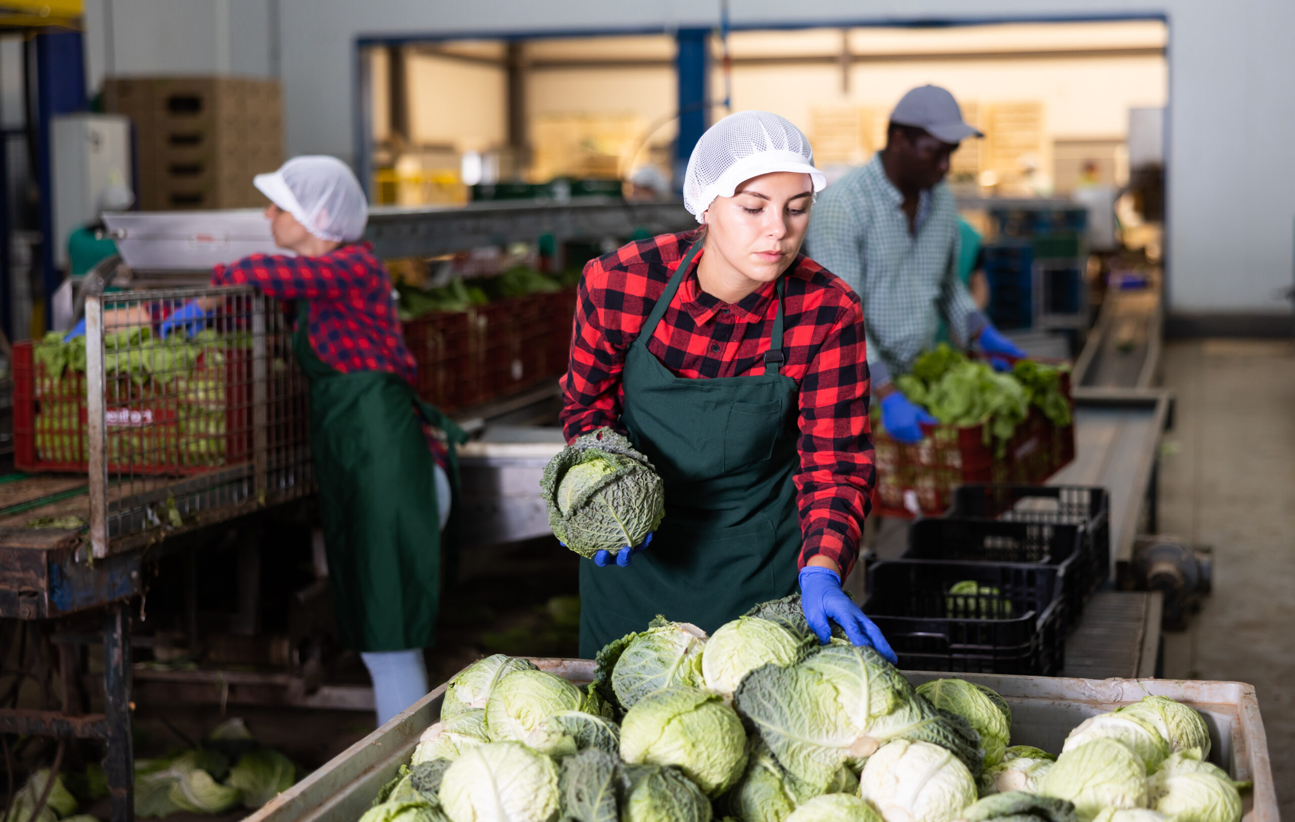 Woman checks the quality of cabbage in a food factory warehouse